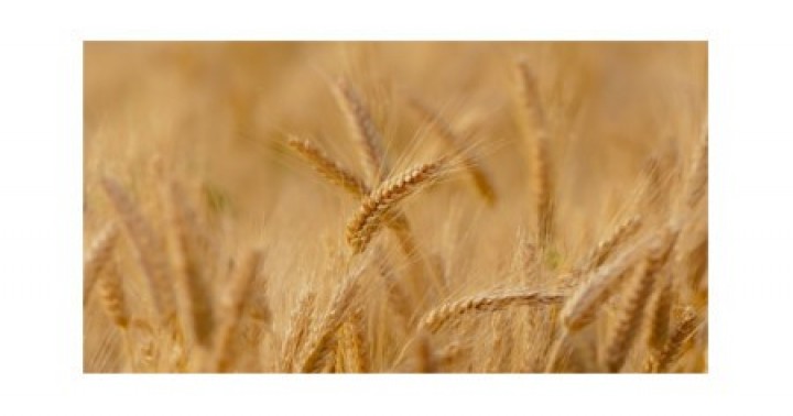 Ceylanpınar Tarım İşletmeleri Müdürlüğü-Buğday Satış İhalesi